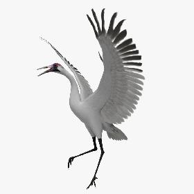 Grus Americana 'Whooping Crane'